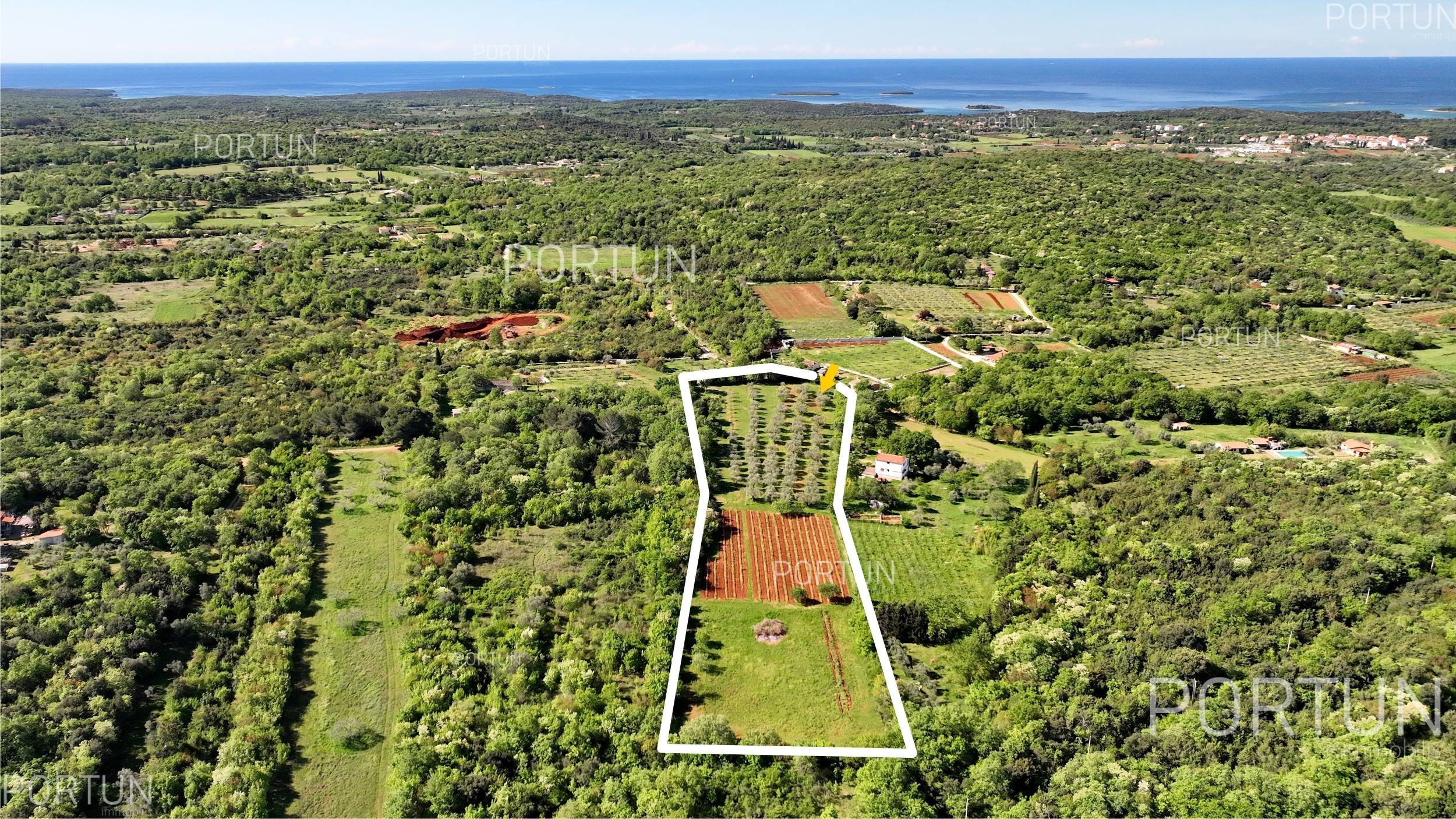 Rovinj Madona di Campo Olive groove 002ad